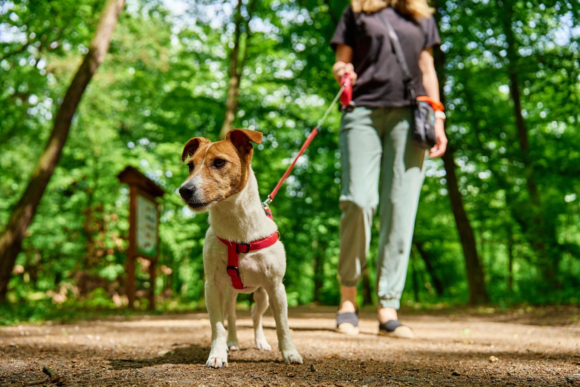 Individual Walks