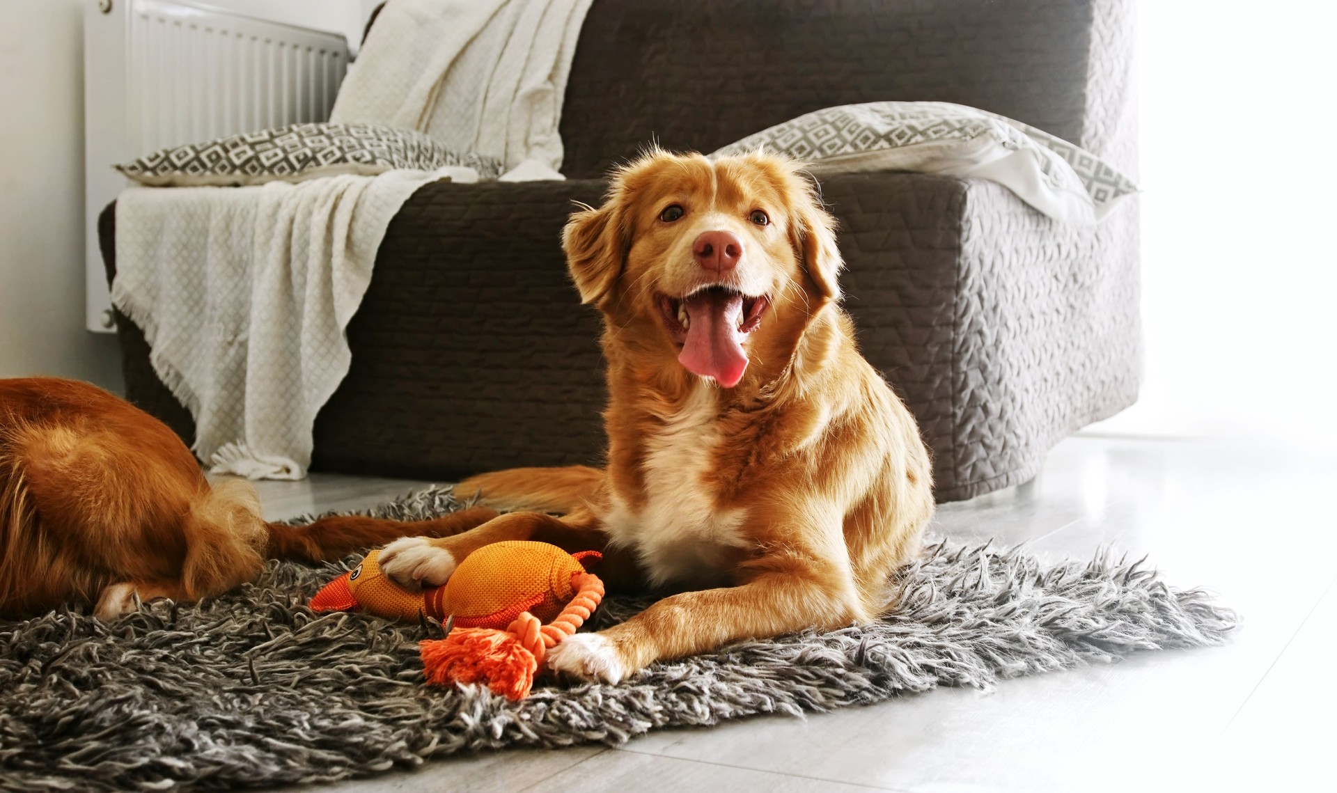 Beautiful toller retriever dog playing with toy duck