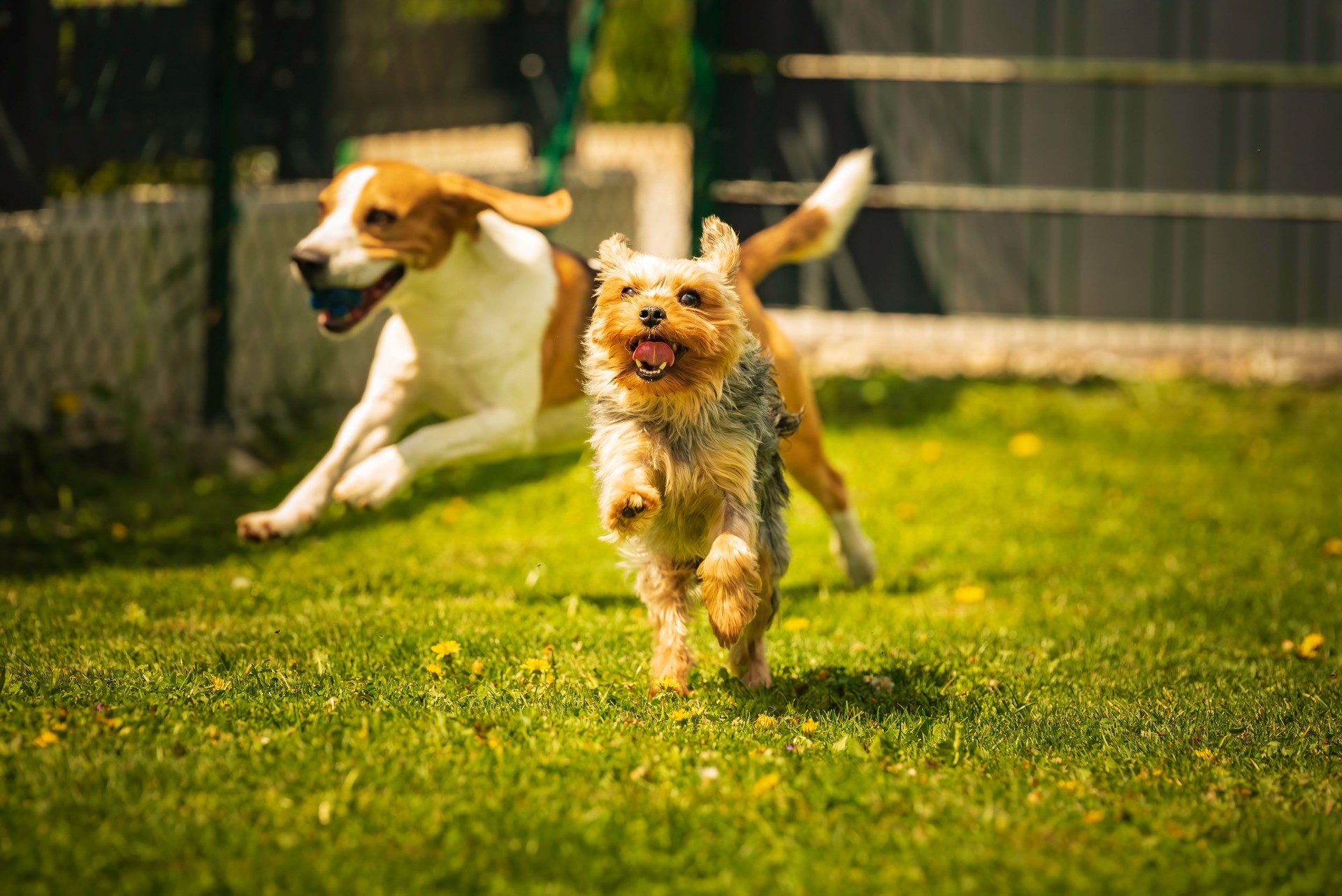 Cute Yorkshire Terrier dog and beagle dog chese each other in backyard.