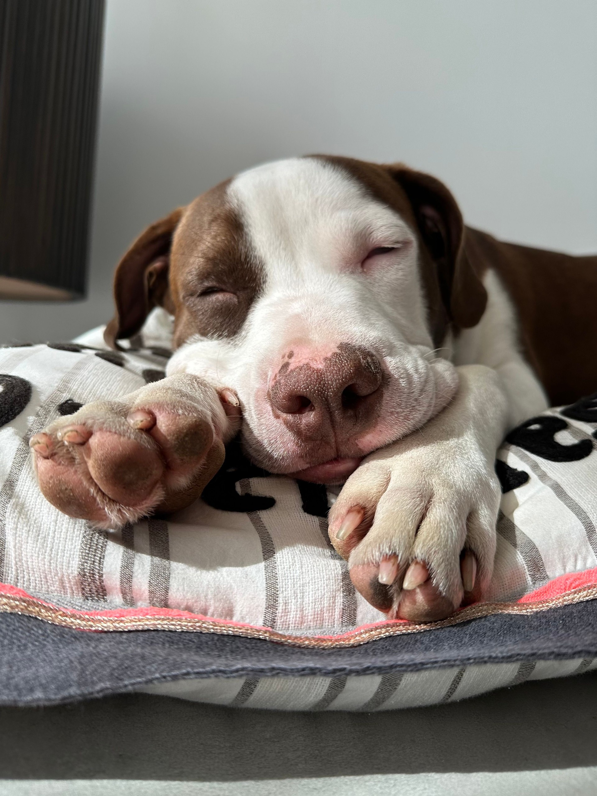 mix breed pit bull brown and white sweetest face